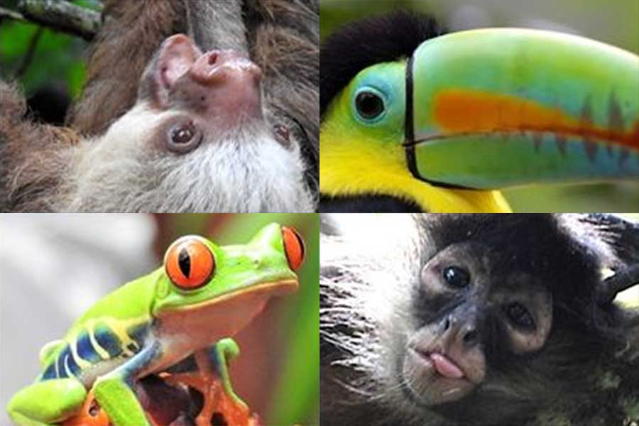 Biology offering Tropical Biology & Conservation in Costa Rica