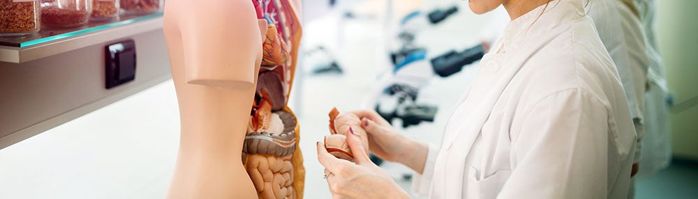 Hands-on activity with an anatomy model in biology lab