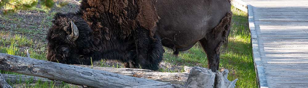 Bison grazing next to a managed trail structure