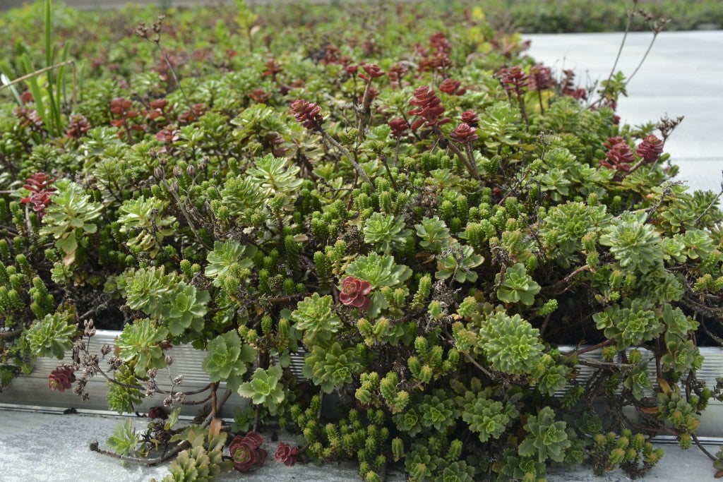 The green roof on top of the Engineering Complex has many green properties including extending the life of the roof, reducing heating and cooling costs, providing habitats for wildlife and diverting water from the storm drain system.