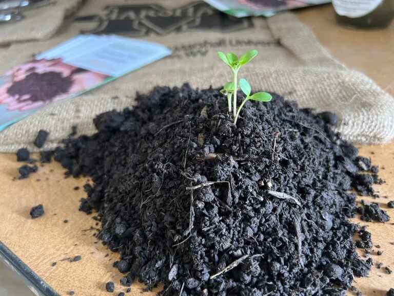 seedling growing in the mulch