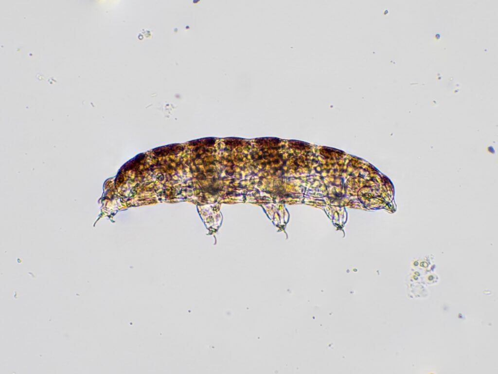 photomicrograph showing a side view of a live microscopic water bear (tardigrade)