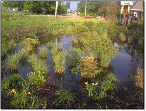 Rain Garden